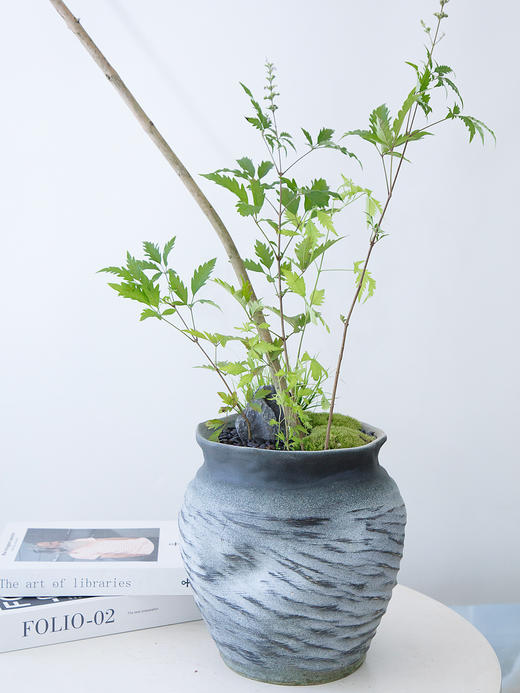 灰色盆黄荆 商品图1