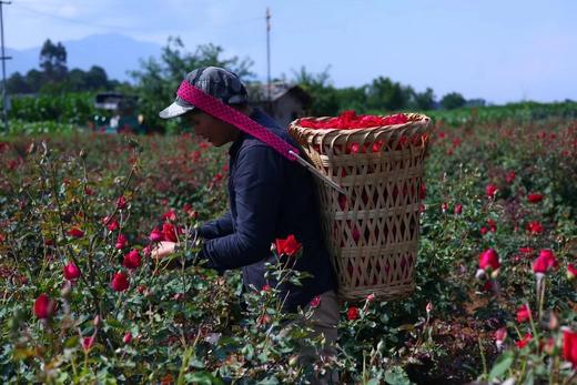 自制纯天然玫瑰纯露+野艾草纯露250ml 商品图9