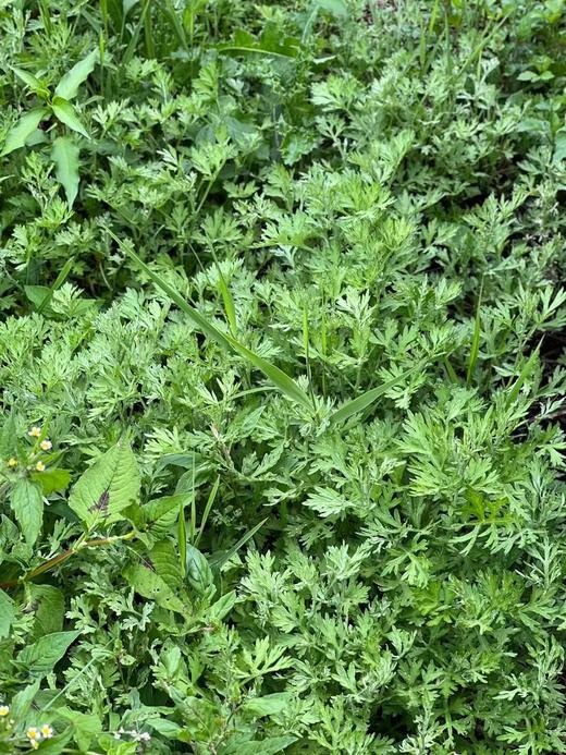 自制纯天然玫瑰纯露+野艾草纯露250ml 商品图3