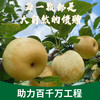 【连州】水晶梨4.5斤/9斤（脆甜多汁，包装精美）「助力百千万工程」 商品缩略图0