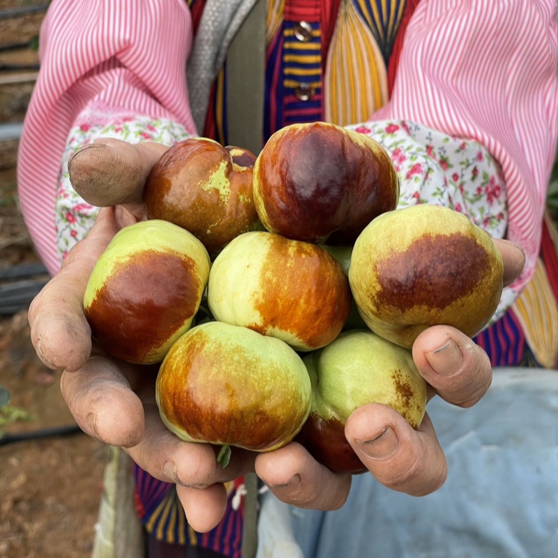 云南阳光蟠枣|山人优选，肉质紧实，极度爽脆，皮薄核小，无渣脆嫩多汁