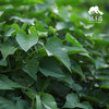 生态红薯苗 | 绿家自产* Eco-Sweet potato seedling | Self-production 商品缩略图3