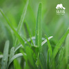 生态空心菜 | 绿家自产* Eco-mater convolvulus | Self-production| 商品缩略图2