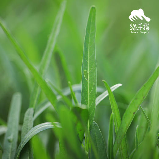 生态空心菜 | 绿家自产* Eco-mater convolvulus | Self-production| 商品图2