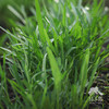 生态空心菜 | 绿家自产* Eco-mater convolvulus | Self-production| 商品缩略图1