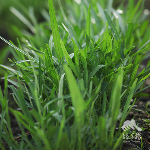 生态空心菜 | 绿家自产* Eco-mater convolvulus | Self-production| 商品图1
