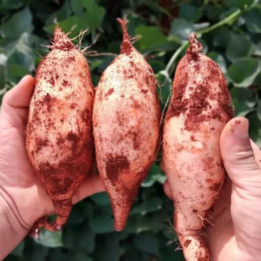 【云南建水红薯】 建水蜜薯 香甜软糯 肉质细腻 不干不噎 湿润甜糯 3种规格任选 商品图5