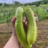 生态白玉黄瓜 | 绿家自产* ecological fruit cucumber | Self-production 商品缩略图1