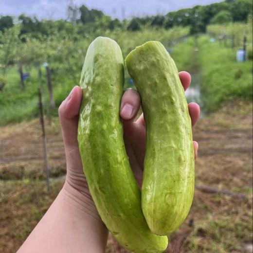 生态白玉黄瓜 | 绿家自产* ecological fruit cucumber | Self-production 商品图1
