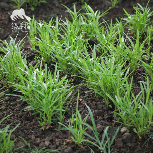 生态空心菜 | 绿家自产* Eco-mater convolvulus | Self-production| 商品图3