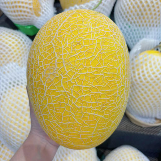 黄金密瓜约3kg/个（超重部分补差价） 商品图0