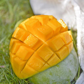 【秒杀】攀枝花凯特青芒4.5-5斤（5粒）