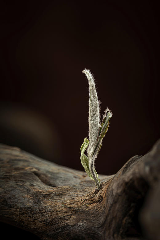 名山典藏·白牡丹2024·收藏装520g(260g*2) 商品图9