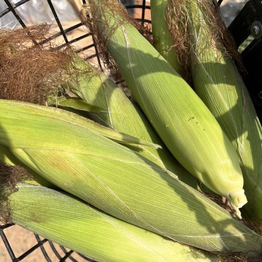 生态水果玉米（英德） | 合作生产*Eco-Corn  | Partner Production 商品图3