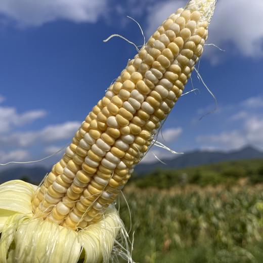 生态水果玉米（英德） | 合作生产*Eco-Corn  | Partner Production 商品图1