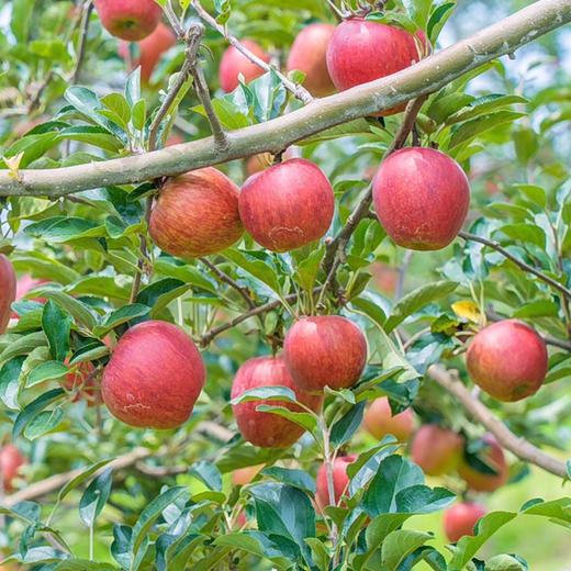 【云南昭通红露苹果】顺丰到家 色泽如玫瑰般鲜艳 果型饱满 口感爽脆可口 接近纯甜 口感细腻 当季红富士 4种规格任选 商品图5