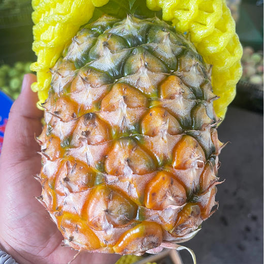 【香甜脆爽】金钻凤梨 约1.5kg/个 商品图1