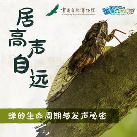 【重庆自然博物馆】居高声自远-鸣蝉的秘密