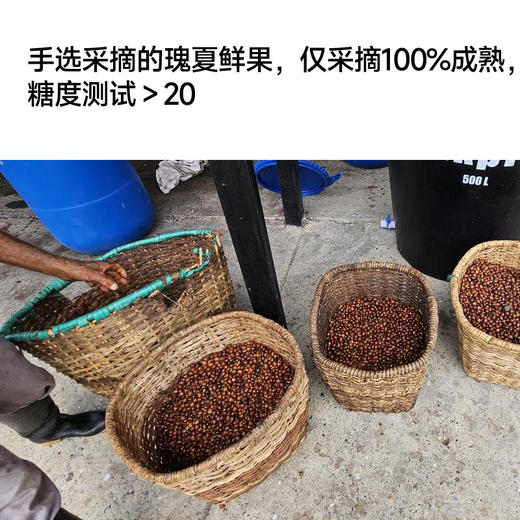 哥伦比亚景秀庄园阳光日晒瑰夏甄选手冲咖啡豆 商品图4