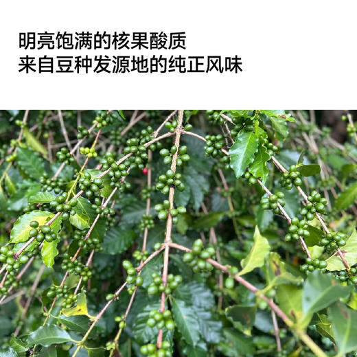 厄瓜多尔侯爵夫人水洗希爪甄选手冲咖啡豆 商品图3