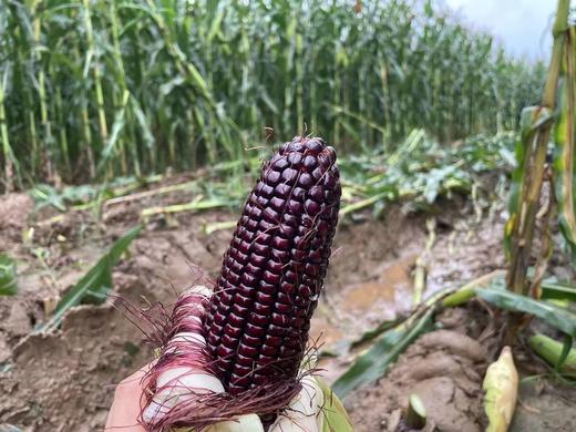 山西忻州 香糯黑玉米 SGS检测 非转基因 商品图2