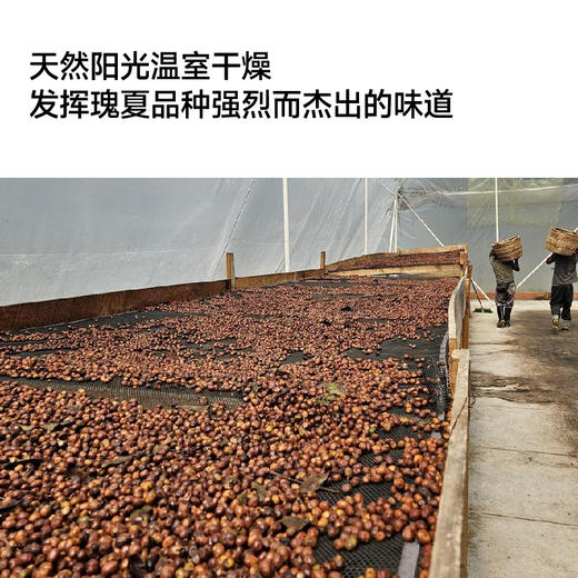 哥伦比亚景秀庄园阳光日晒瑰夏甄选手冲咖啡豆 商品图3