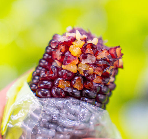 山西忻州 香糯黑玉米 SGS检测 非转基因 商品图0