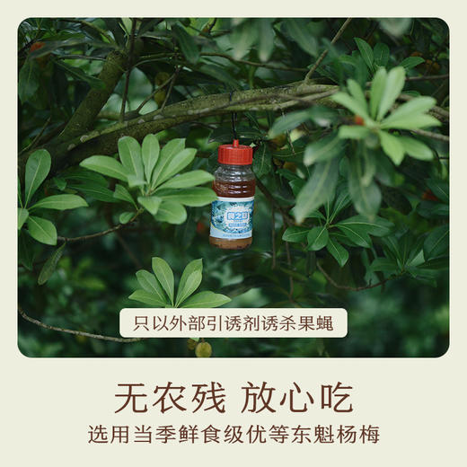 南食召 本真杨梅罐头 2024 商品图3