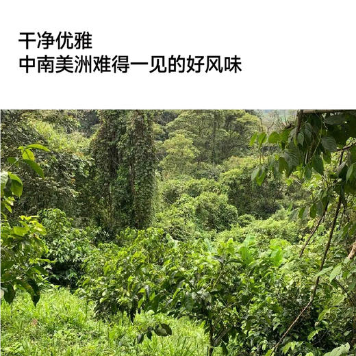 厄瓜多尔圣文森特日晒瑰夏甄选手冲咖啡豆 商品图2