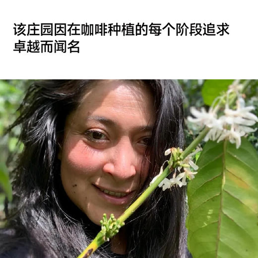 厄瓜多尔圣文森特日晒瑰夏甄选手冲咖啡豆 商品图3