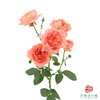 外购多头玫瑰-杏色果汁 商品缩略图0