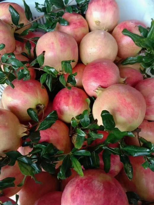 【产地自采】9.9元4颗 软籽石榴 商品图2