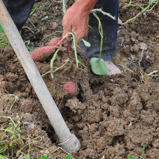 【2026 天目小香薯】海南沙地种植的天目小香薯，香甜软糯的健康粗粮，蒸，煮，烤，煨都好吃，热量低不怕胖！5斤装/箱 ，下单后48小时内发出，江浙沪皖中通包邮~ 商品图4