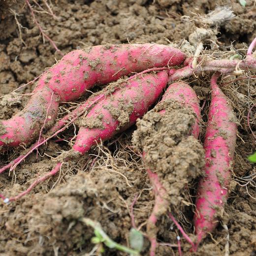 【2026 天目小香薯】海南沙地种植的天目小香薯，香甜软糯的健康粗粮，蒸，煮，烤，煨都好吃，热量低不怕胖！5斤装/箱 ，下单后48小时内发出，江浙沪皖中通包邮~ 商品图1