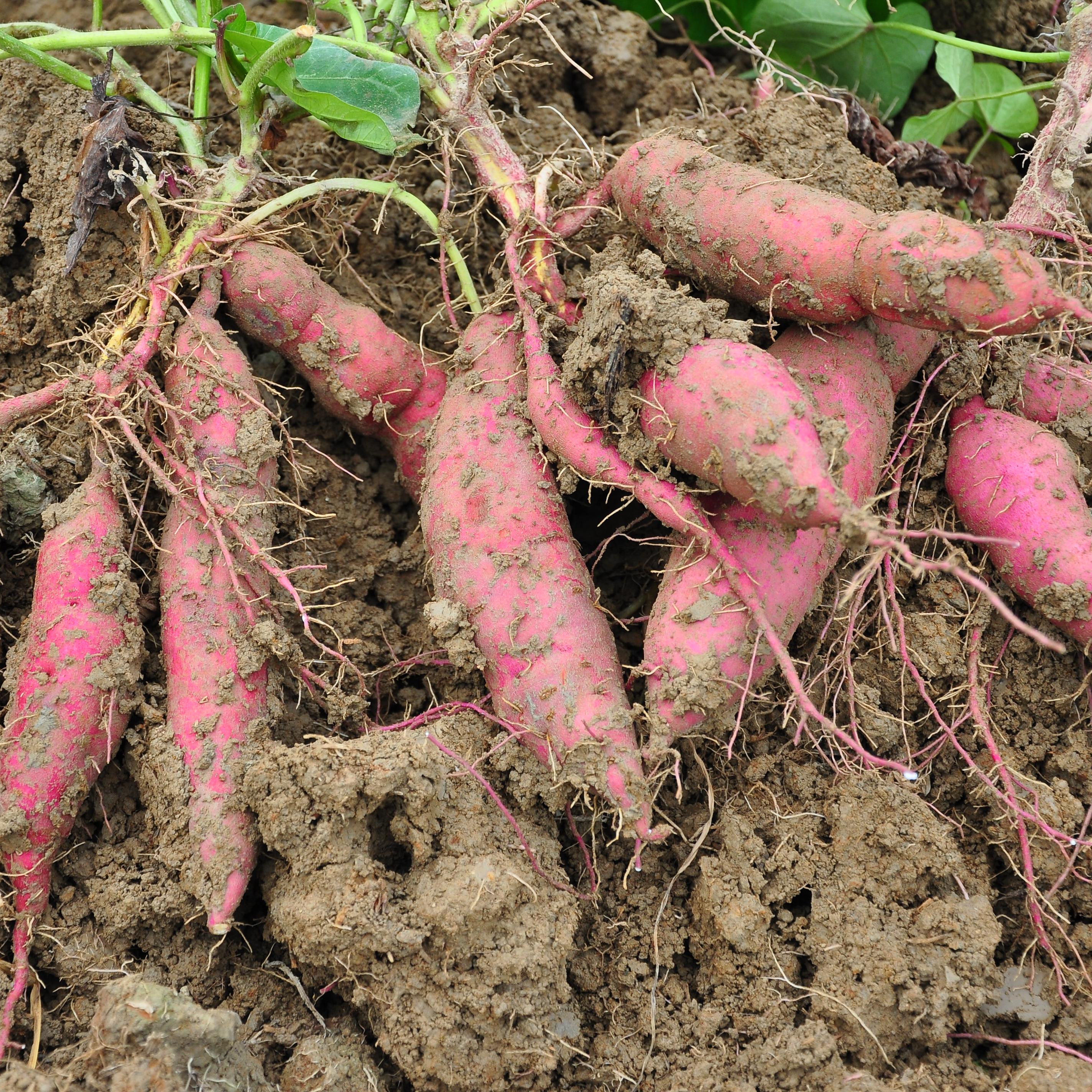 【2026 天目小香薯】海南沙地种植的天目小香薯，香甜软糯的健康粗粮，蒸，煮，烤，煨都好吃，热量低不怕胖！5斤装/箱 ，下单后48小时内发出，江浙沪皖中通包邮~