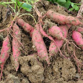 【2026 天目小香薯】海南沙地种植的天目小香薯，香甜软糯的健康粗粮，蒸，煮，烤，煨都好吃，热量低不怕胖！5斤装/箱 ，下单后48小时内发出，江浙沪皖中通包邮~