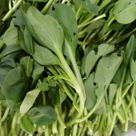 高山小青菜 1斤mm 商品图0