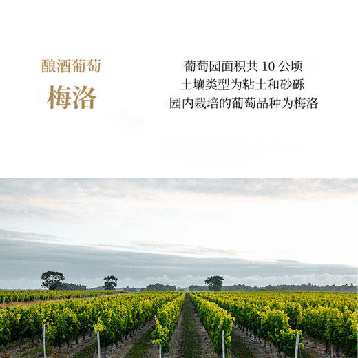 智利进口赤龙狄梅洛红葡萄酒750ml 商品图3