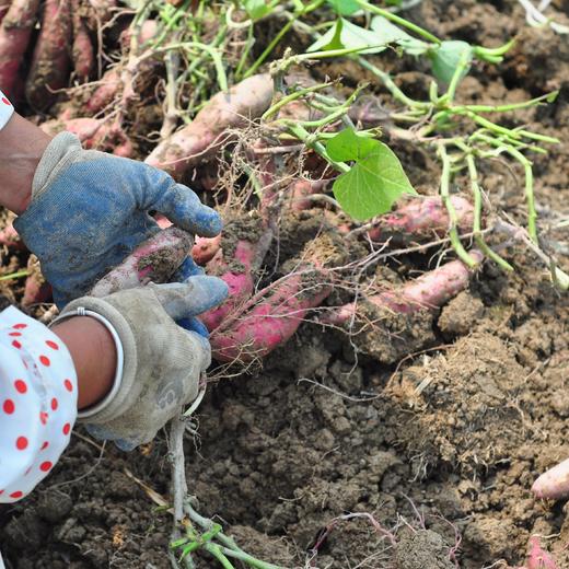 【2026 天目小香薯】海南沙地种植的天目小香薯，香甜软糯的健康粗粮，蒸，煮，烤，煨都好吃，热量低不怕胖！5斤装/箱 ，下单后48小时内发出，江浙沪皖中通包邮~ 商品图3