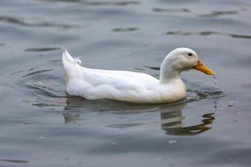 散养生态鸭子（养殖一年左右，净重4斤左右）冬季鸭子脂肪较多，介意者慎拍 商品图0