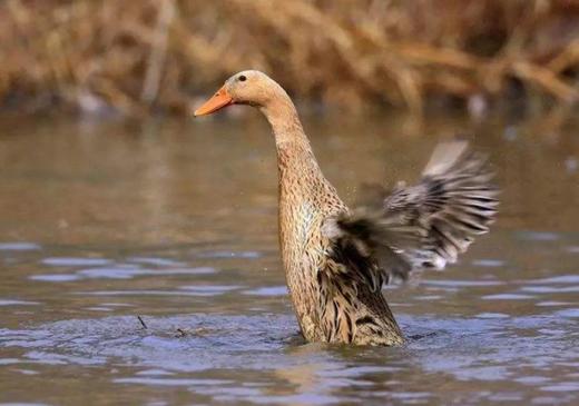 散养生态鸭子（养殖一年左右，净重4斤左右）冬季鸭子脂肪较多，介意者慎拍 商品图1