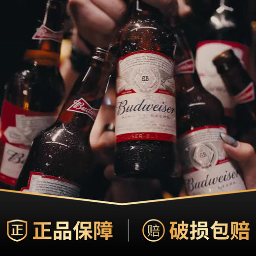 百威经典醇正啤酒330ml*24瓶整箱瓶装精酿黄啤小麦熟啤酒 商品图1