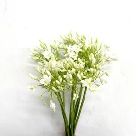 3月25日白色百子莲-60cm-10支