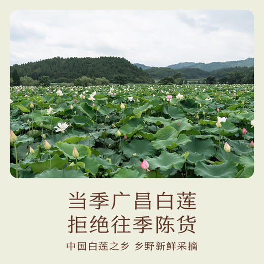 南食召 干莲子 商品图2