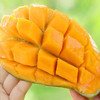 【细腻爽口】桂七芒果 1000g/份 商品缩略图2