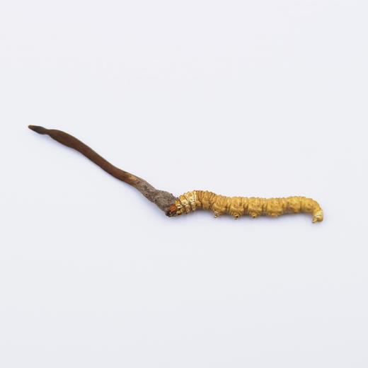 正安溯源·冻干野生冬虫夏草  专业甄选 品质追求【不可用券】 商品图6