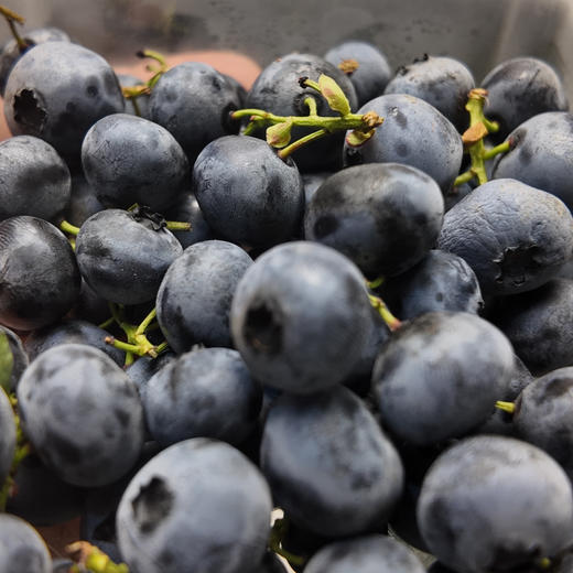 云南蓝莓125g 商品图4