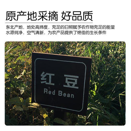 【有机红小豆】红豆东北新豆|全胚芽发芽豆|有机种植不使用农药|醇香出沙|红豆杂粮粥 商品图4