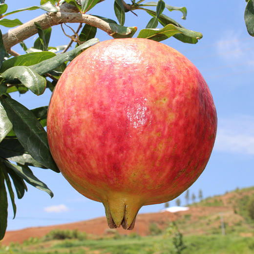 【云南突尼斯软籽石榴】果肉颜色偏粉不影响口感 后期会慢慢变红 大口吃不吐籽 皮薄易剥 果粒饱满 粒粒爆汁 酸甜爽口 4种规格可选 商品图8