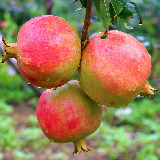 【云南突尼斯软籽石榴】果肉颜色偏粉不影响口感 后期会慢慢变红 大口吃不吐籽 皮薄易剥 果粒饱满 粒粒爆汁 酸甜爽口 4种规格可选 商品图3